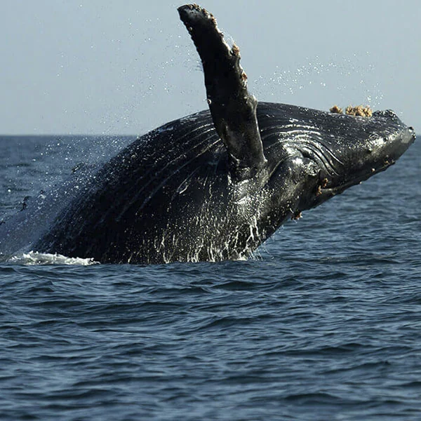 Avistamiento de ballenas
